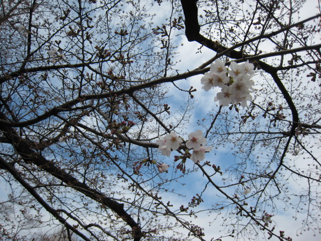 東工大,桜,160327-1