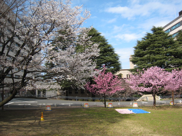 東工大,桜,160327-3