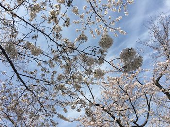 東工大の桜 2018.3.26④