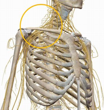 鎖骨近くを通る神経の流れの図