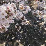 東工大の桜 2018.3.29②