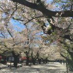 今日の東工大の桜 2019年4月11日(木)-2